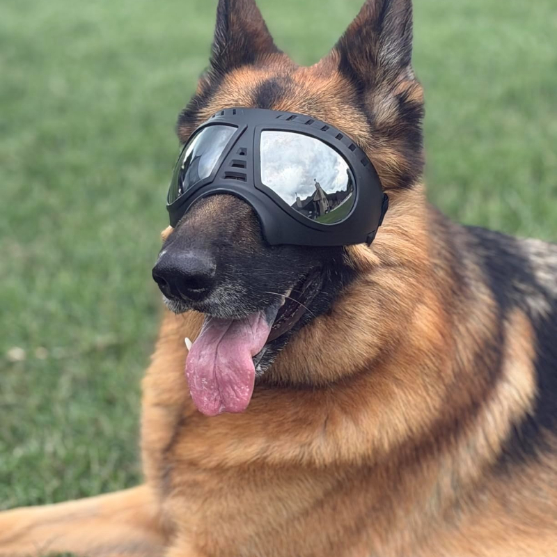 Pet Glasses for medium large-s - Sunglass Retainer Cord avis et prix